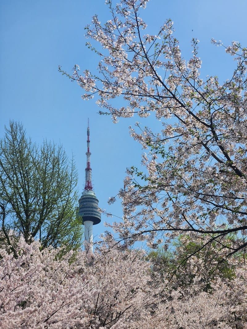 Cherry blossoms and Namsan Tower under blue sky